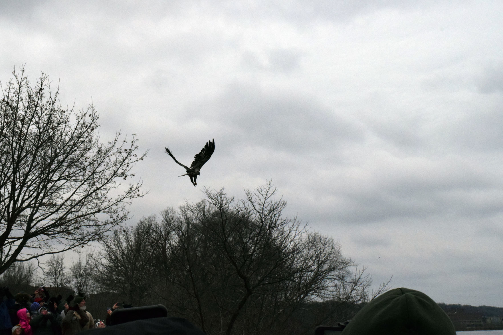 012019-sauk-gallery-eagle029